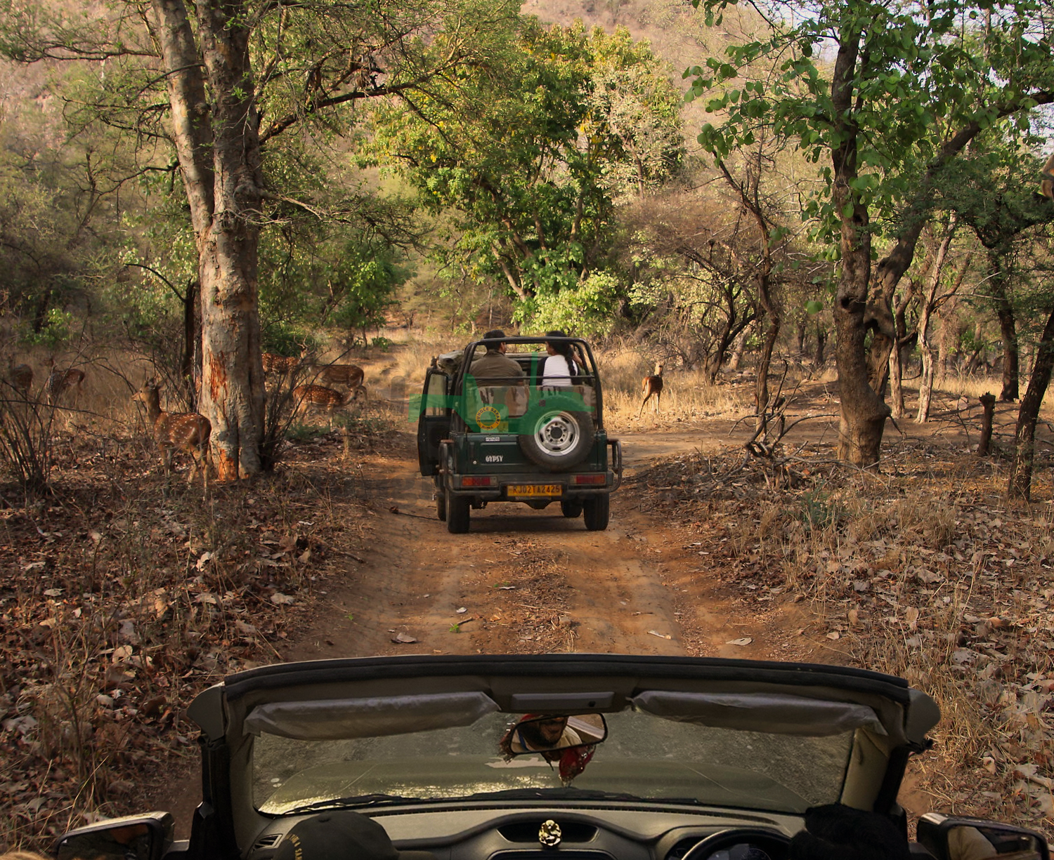 Ranthambore Tour For 1 Night / 2 days with 1 Gypsy safari